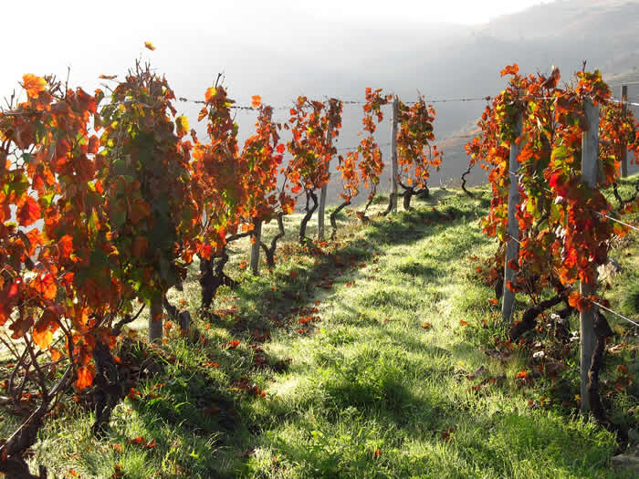 Découvrir la vallée du Douro en voiture